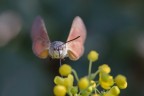 Finge colibrì Finge colibrì