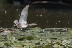 Canapiglia Canapiglia