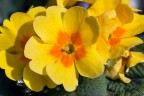 Primula Primula