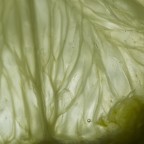 Macro_Food_Home_Mar2020