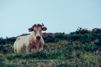 Bovino al pascolo Bovino al pascolo