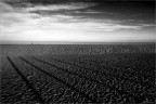 dune dune