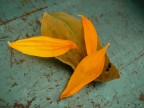 A sunflower remains A sunflower remains