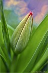 Tulipano Tulipano