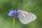 Aporia crataegi Aporia crataegi