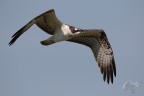 Falco pescatore Falco pescatore