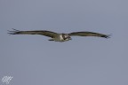 Falco pescatore Falco pescatore