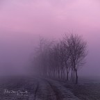 Pink fog