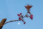 La Luna in una sera di primavera La Luna in una sera di primavera