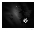 Another life Another life