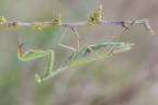 Mantide religiosa Mantide religiosa