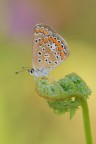 Polyommatus icarus_DSC0803 Polyommatus icarus_DSC0803