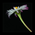 fiore fiore