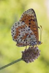 Melitaea Didyma