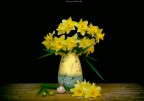 fiori gialli fiori gialli