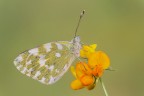 Pontia edusa Pontia edusa