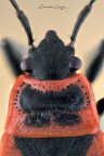 Corizus hyoscyami (Linneaus, 1758)
