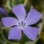 Fiore di Vinca