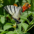 *** Fatti pi� in l� ***