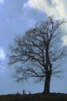 Sotto l' albero Sotto l' albero