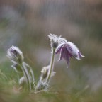 Pulsatilla