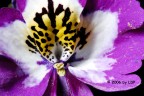 colori colori