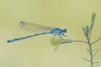 Coenagrion-mercuriale_DSC3760 Coenagrion-mercuriale_DSC3760