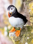 Puffin Puffin