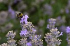 Bombo sulla lavanda Bombo sulla lavanda