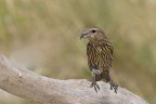 Crociere  (Loxia curvirostra)