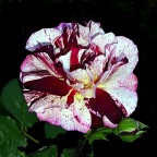 *** Non � rosa ***