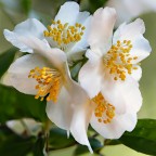 Fiore d'angelo o Gelsomino della Madonna