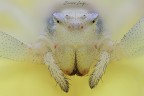 Thomisus onustus (Walckenaer, 1805) Thomisus onustus (Walckenaer, 1805)