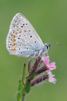 Polyommatus icarus Polyommatus icarus