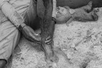 Crop di un'alluvione Crop di un'alluvione