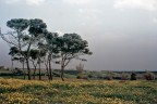 Alberi Alberi