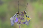 Libelloides lacteus - Libelloides coccajus Libelloides lacteus - Libelloides coccajus