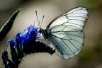 Aporia crataegi Aporia crataegi