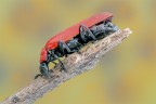 Pyrochroa coccinea Pyrochroa coccinea