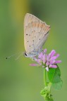 Lycaena phlaeas Lycaena phlaeas