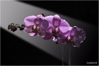 Le orchidee Le orchidee