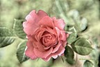 Nel mio Giardino (rosa) Nel mio Giardino (rosa)