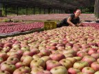 apple apple