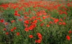 Papaveri