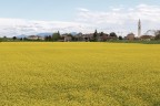 Ninetta mia crepare di Maggio... Ninetta mia crepare di Maggio...
