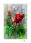 Storia di una rosa Storia di una rosa