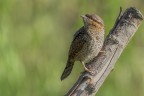 torcicollo di profilo torcicollo di profilo