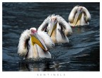 Rapporto Pelican Rapporto Pelican
