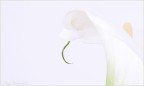 Vezzosità di calla Vezzosità di calla
