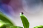 Mosca su Salvia! Mosca su Salvia!